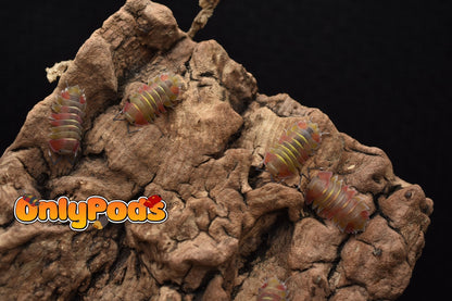 Ardentiella Aroura Isopod for sale UK - OnlyPods