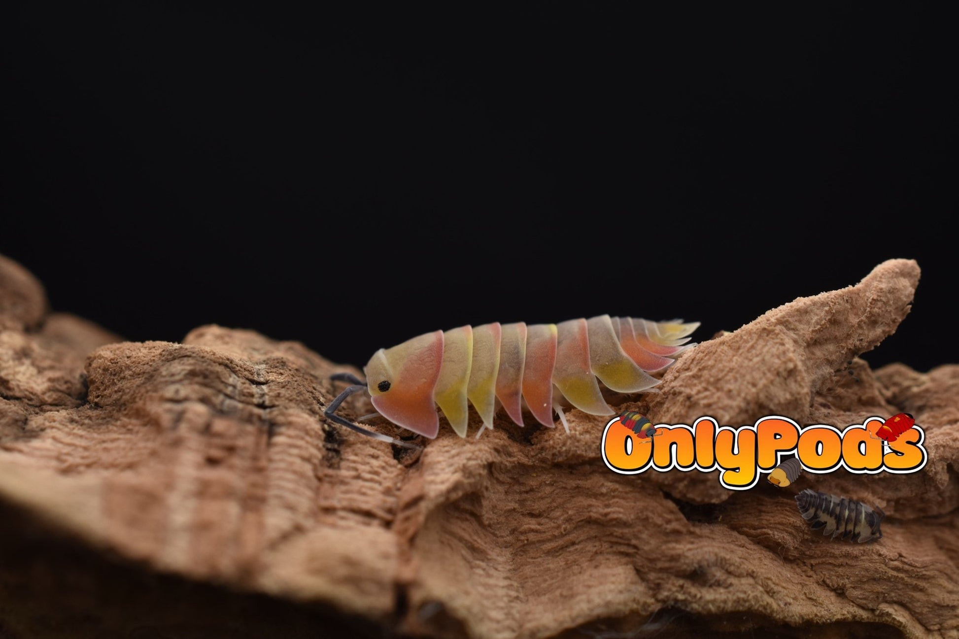 Ardentiella Aroura Isopod for sale UK - OnlyPods