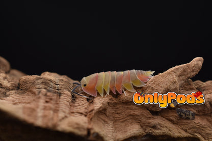 Ardentiella Aroura Isopod for sale UK - OnlyPods