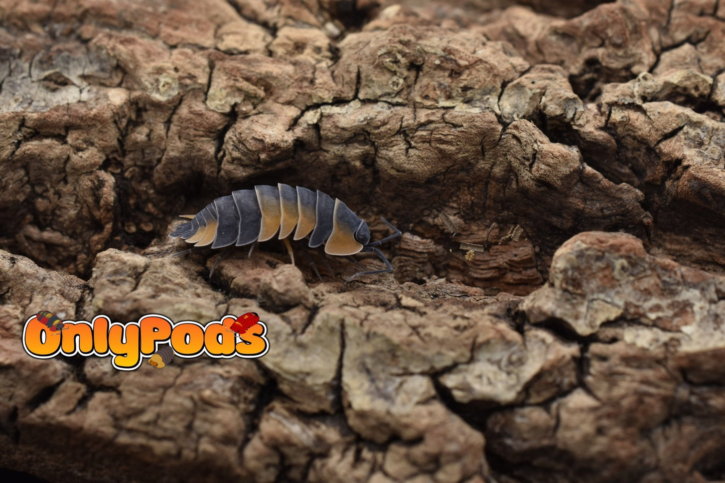 Ardentiella Bicolor Isopod for sale UK - OnlyPods