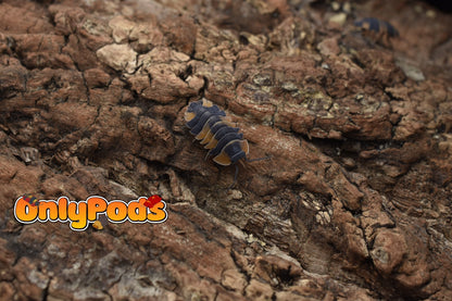 Ardentiella Bicolor Isopod for sale UK - OnlyPods
