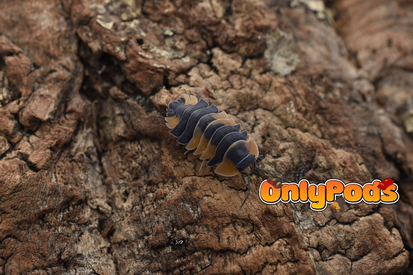Ardentiella Bicolor Isopod for sale UK - OnlyPods