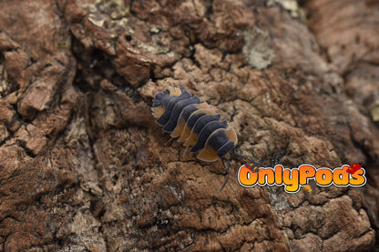 Ardentiella Bicolor Isopod for sale UK - OnlyPods