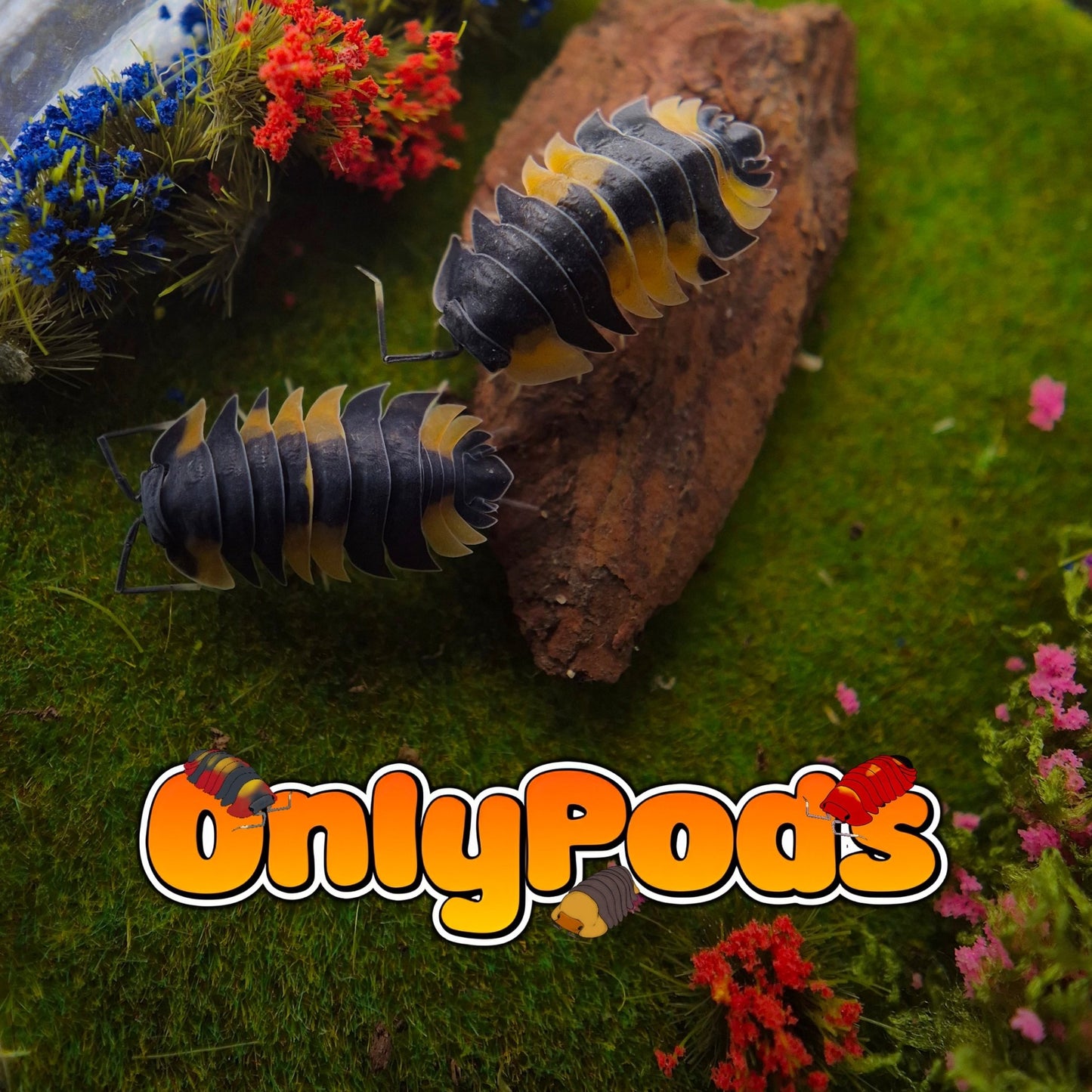 Ardentiella Bicolor Isopod for sale UK - OnlyPods