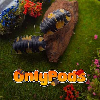 Ardentiella Bicolor Isopod for sale UK - OnlyPods