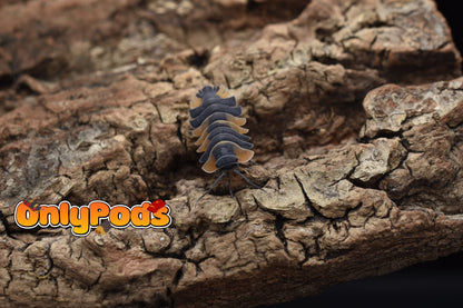 Ardentiella Bicolor Isopod for sale UK - OnlyPods