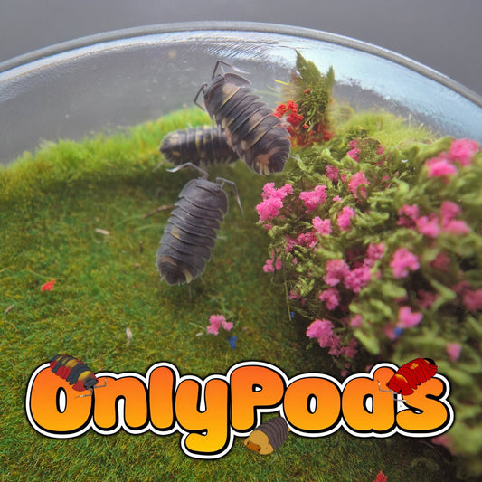 Ardentiella Bitbug (Project Sp Yellow Phoenix) Isopod for sale UK - OnlyPods