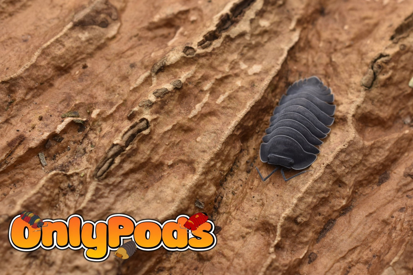 Ardentiella Black Hole Isopod for sale UK - OnlyPods