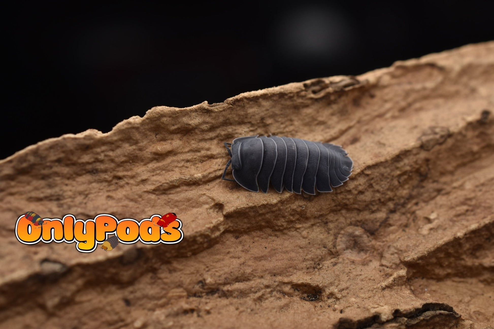 Ardentiella Black Hole Isopod for sale UK - OnlyPods
