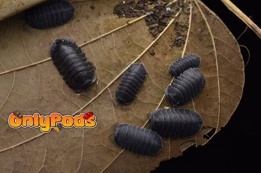 Ardentiella Black Hole Isopod for sale UK - OnlyPods