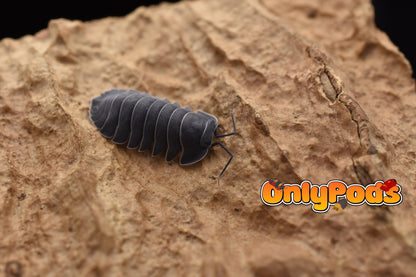 Ardentiella Black Hole Isopod for sale UK - OnlyPods
