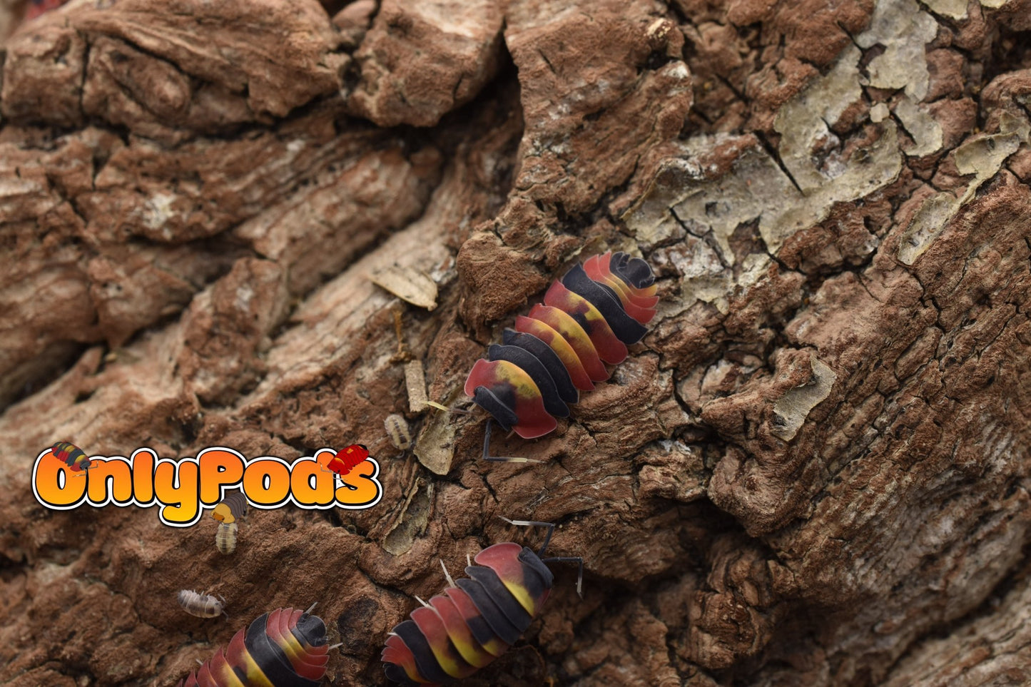 Ardentiella Blister Fire Isopod for sale UK - OnlyPods