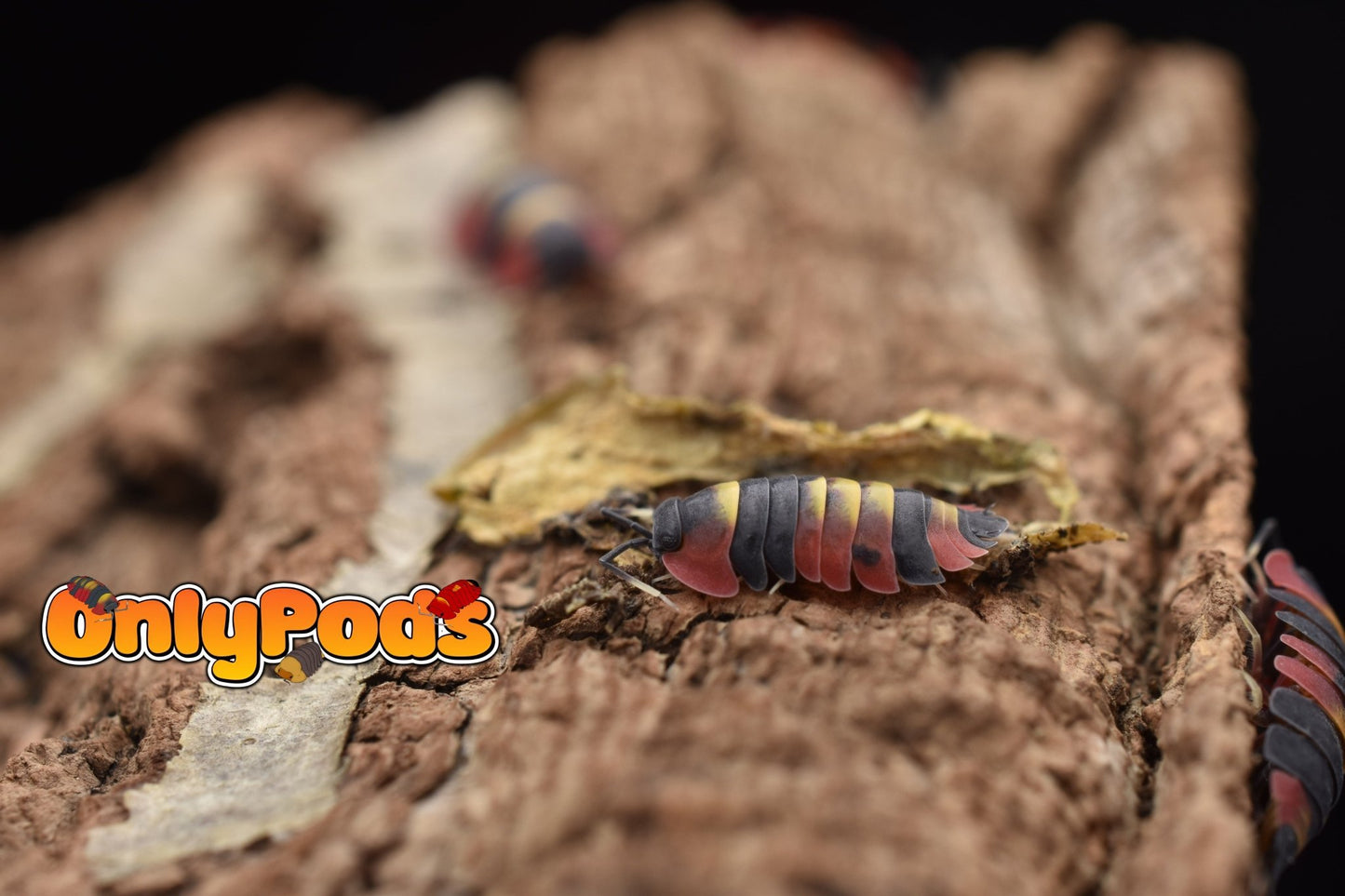 Ardentiella Blister Fire Isopod for sale UK - OnlyPods