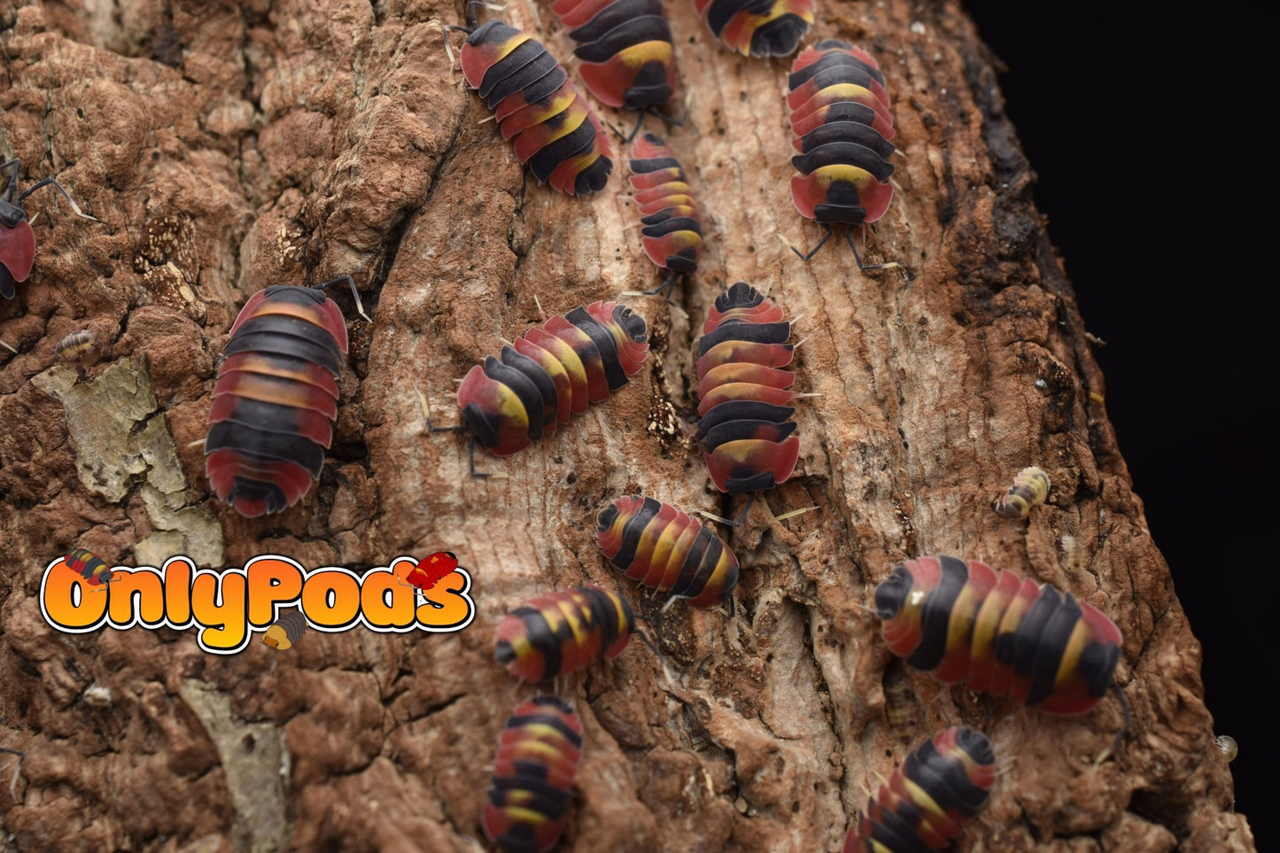 Ardentiella Blister Fire Isopod for sale UK - OnlyPods