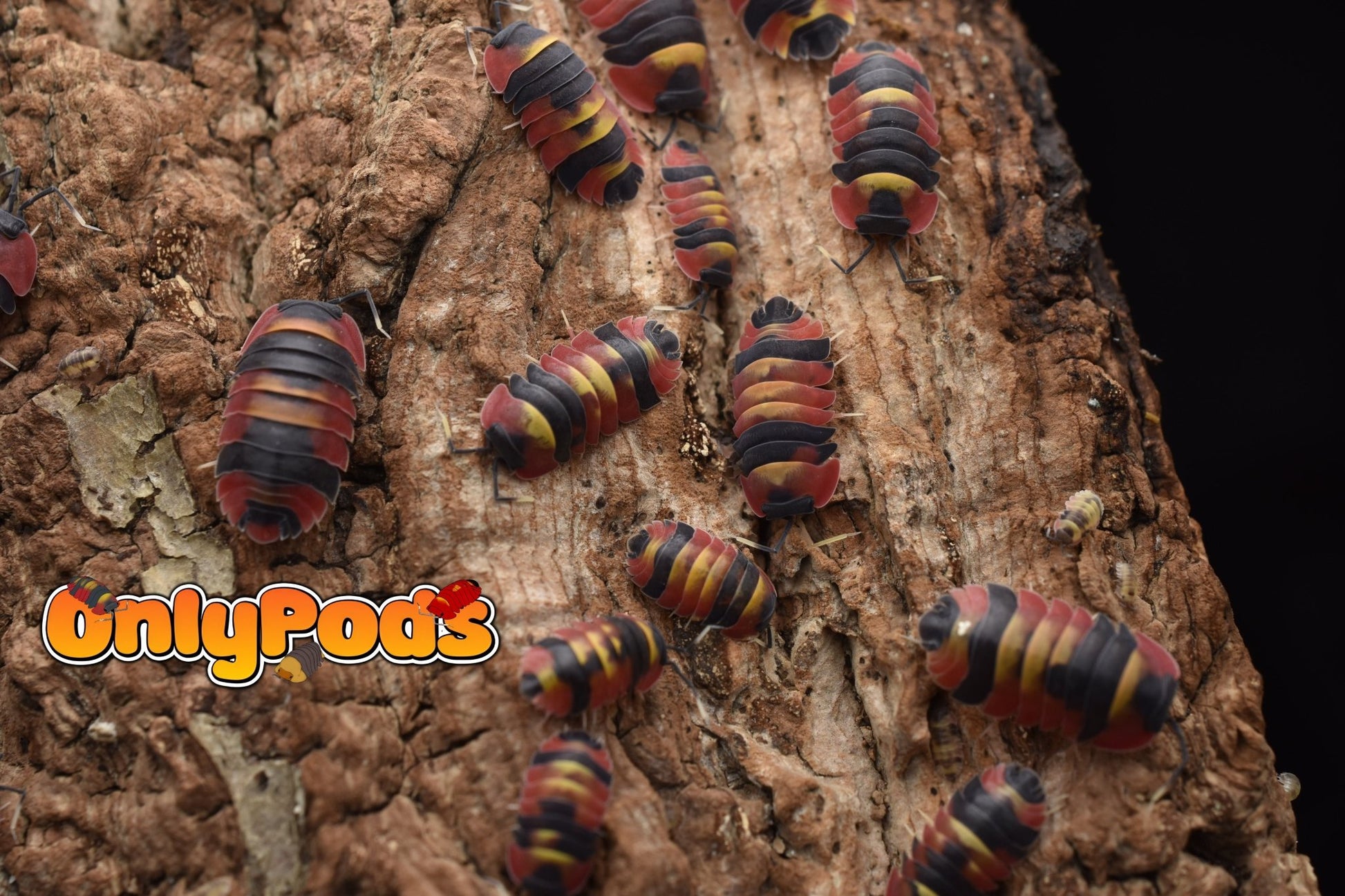 Ardentiella Blister Fire Isopod for sale UK - OnlyPods
