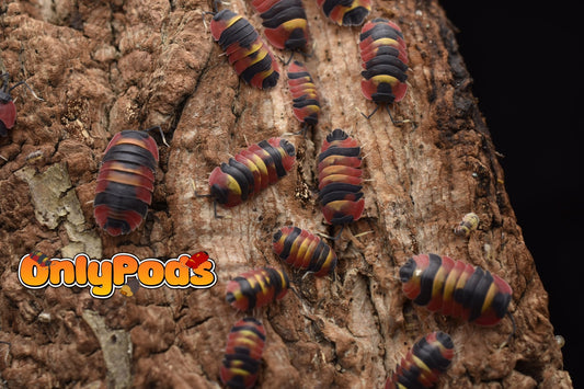Ardentiella Blister Fire Isopod for sale UK - OnlyPods