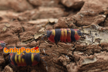 Ardentiella Blister Fire Isopod for sale UK - OnlyPods