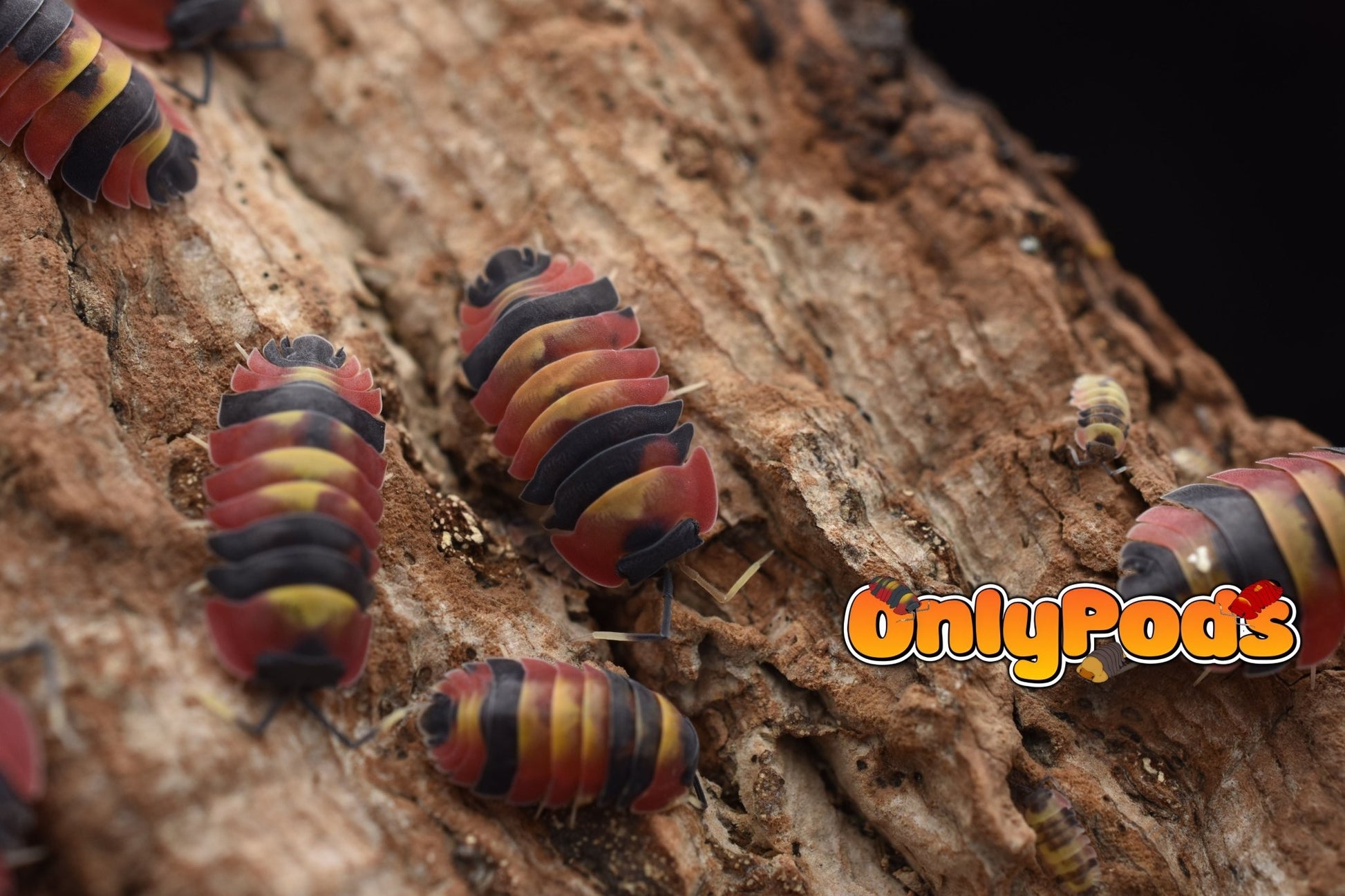 Ardentiella Blister Fire Isopod for sale UK - OnlyPods