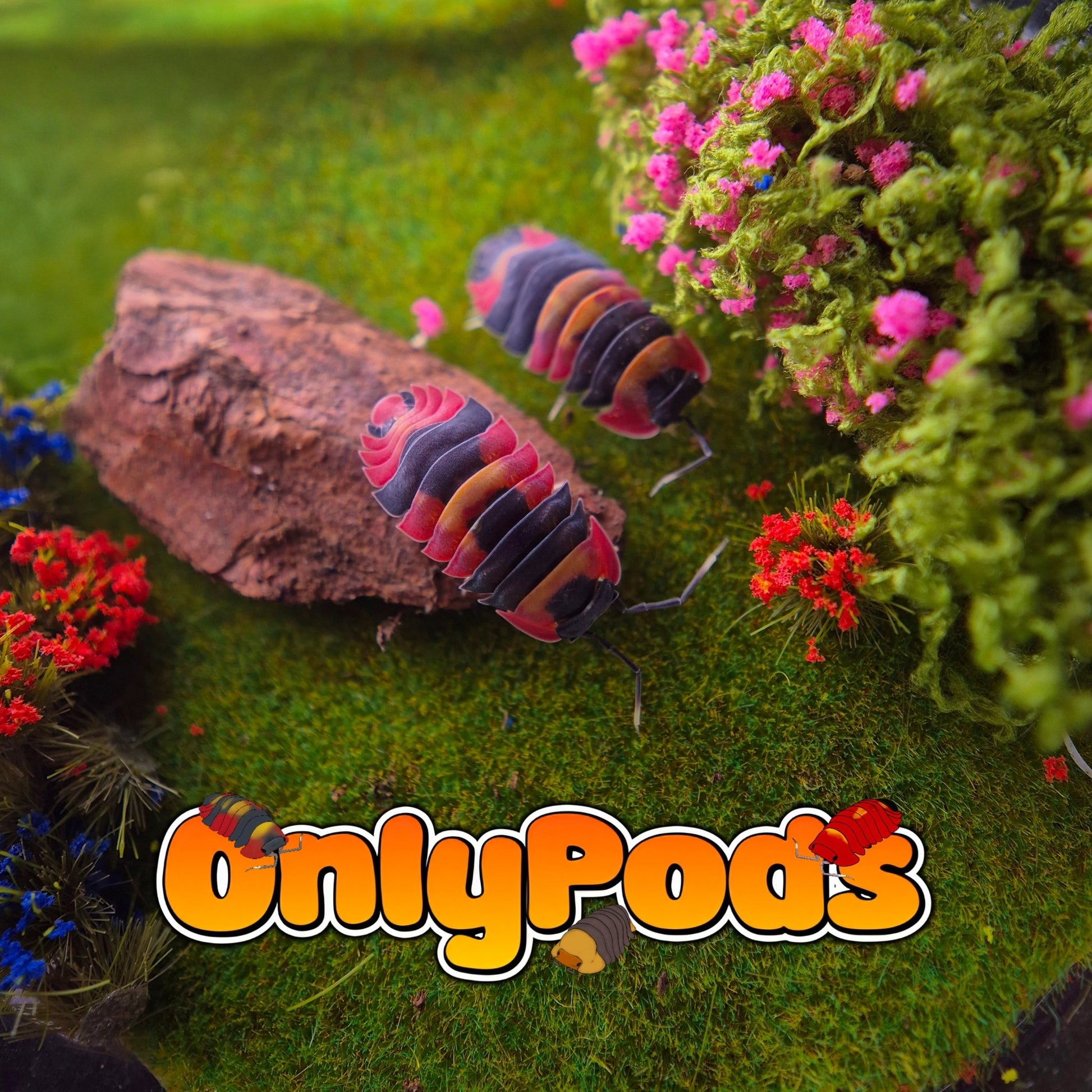 Ardentiella Blister Fire Isopod for sale UK - OnlyPods