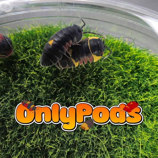 Ardentiella Crimson Diablo Isopod for sale UK - OnlyPods
