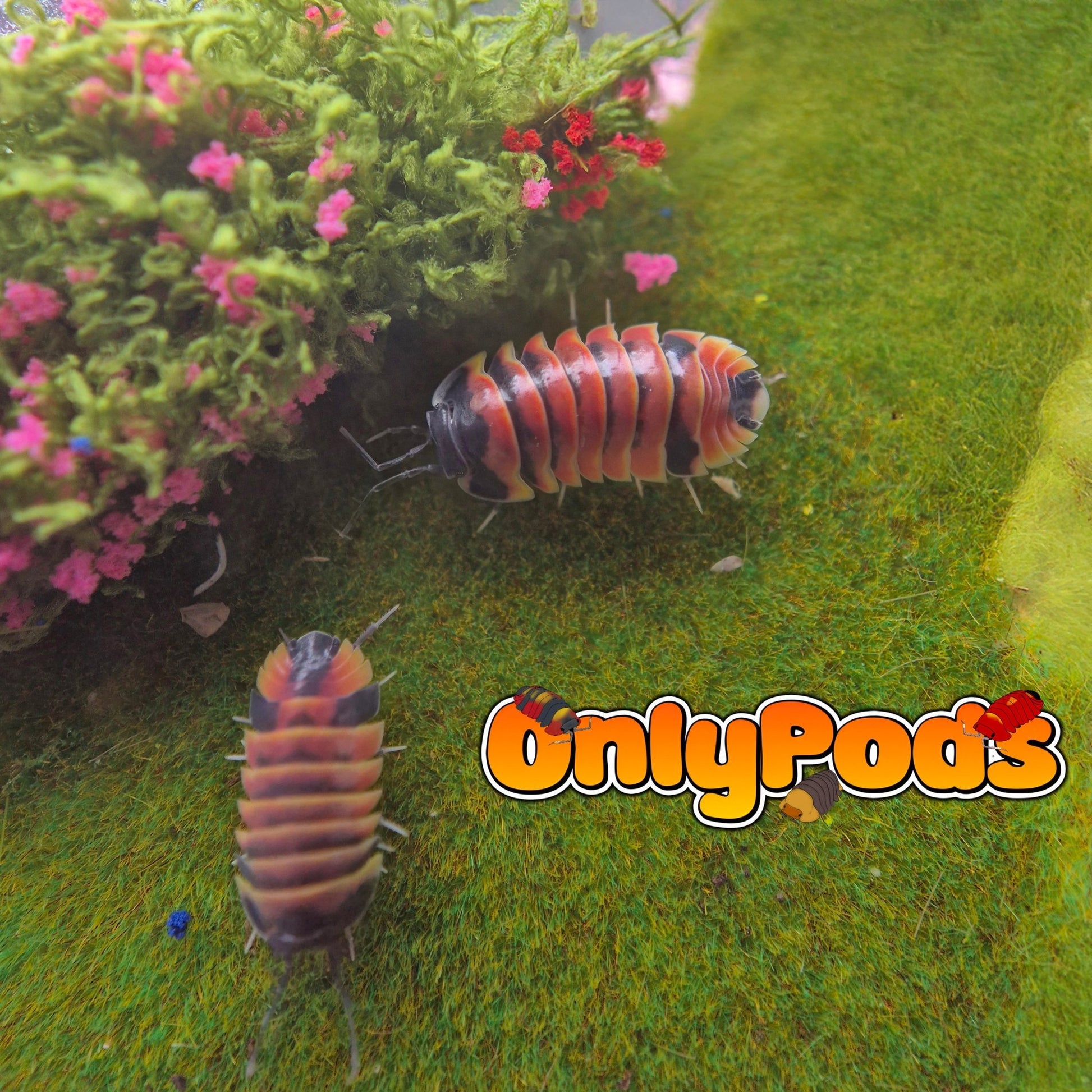 Ardentiella Ember Bee High Colour (Project) Isopod for sale UK - OnlyPods