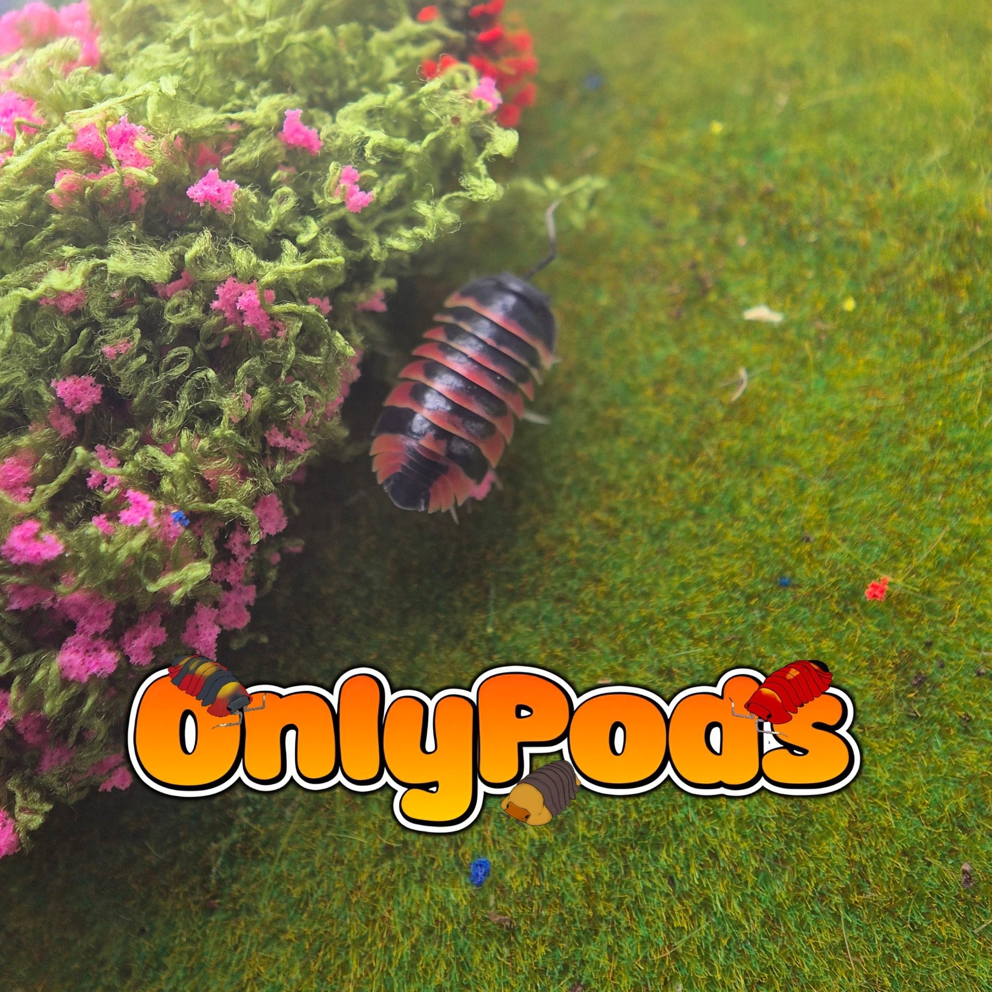 Ardentiella Ember Bee Red (Project) Isopod for sale UK - OnlyPods
