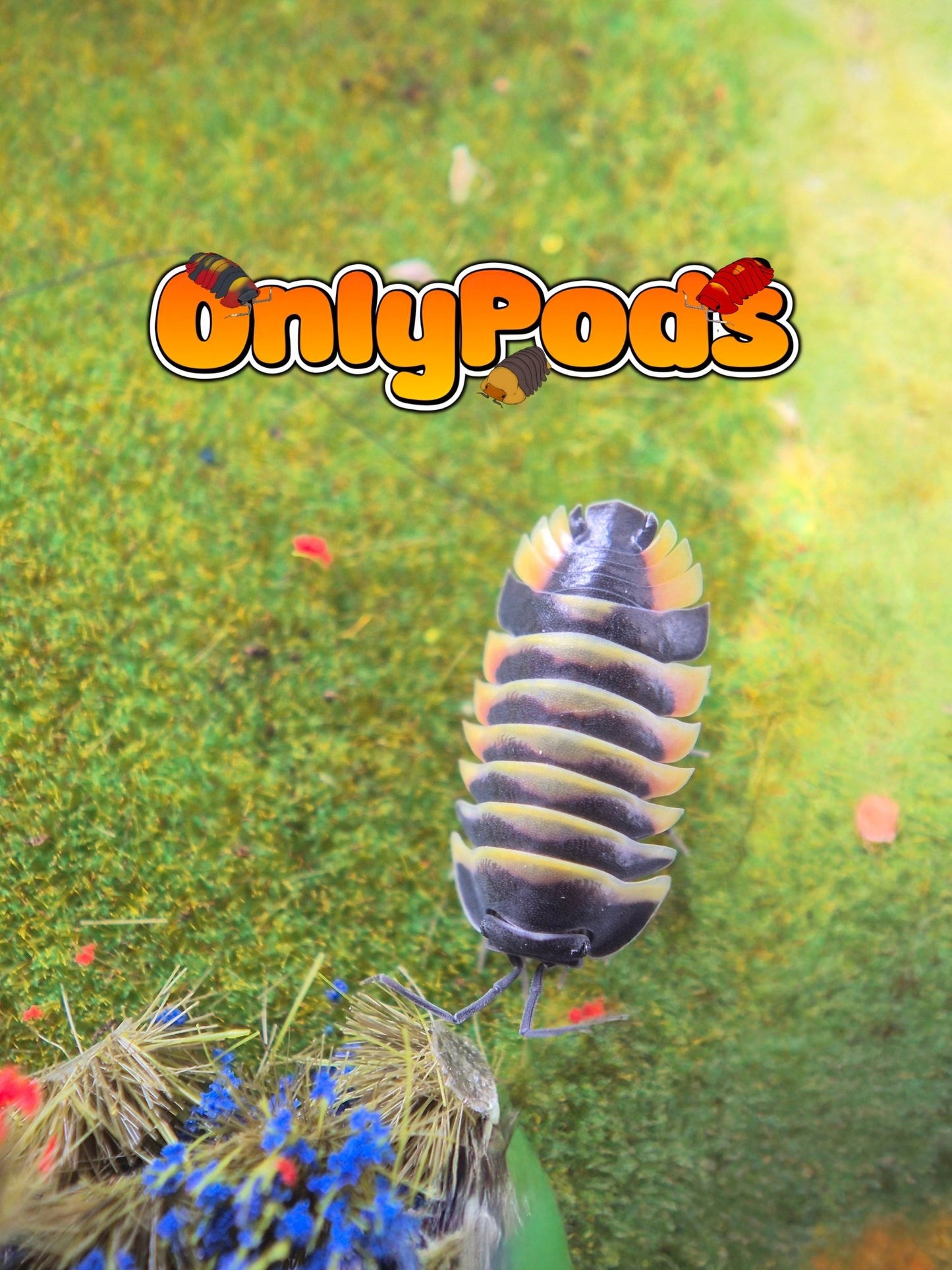 Ardentiella Ember Bee Yellow (Project) Isopod for sale UK - OnlyPods