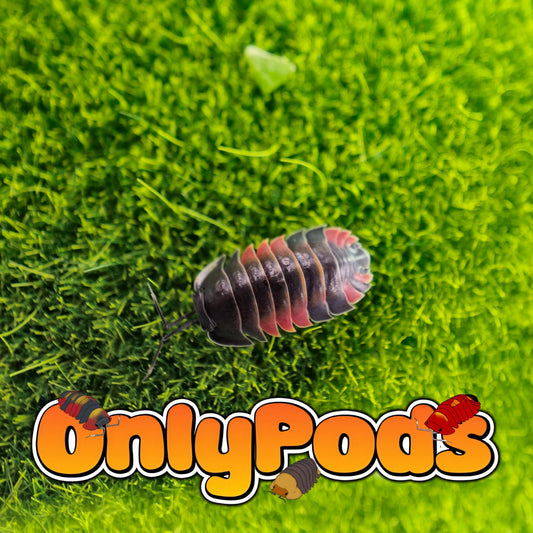 Ardentiella Lava Isopod for sale UK - OnlyPods