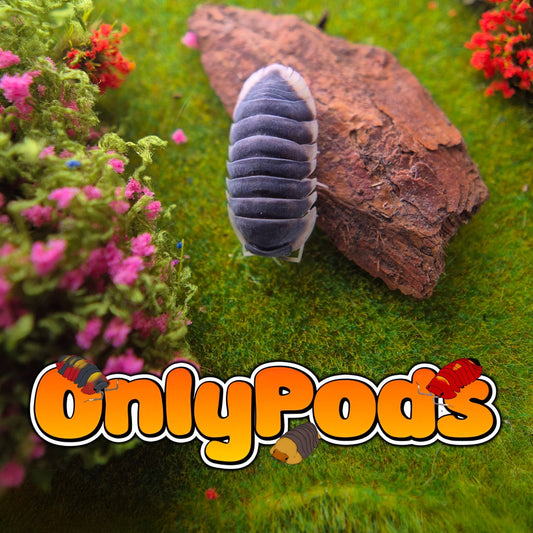 Ardentiella Milky Edge Isopod for sale UK - OnlyPods
