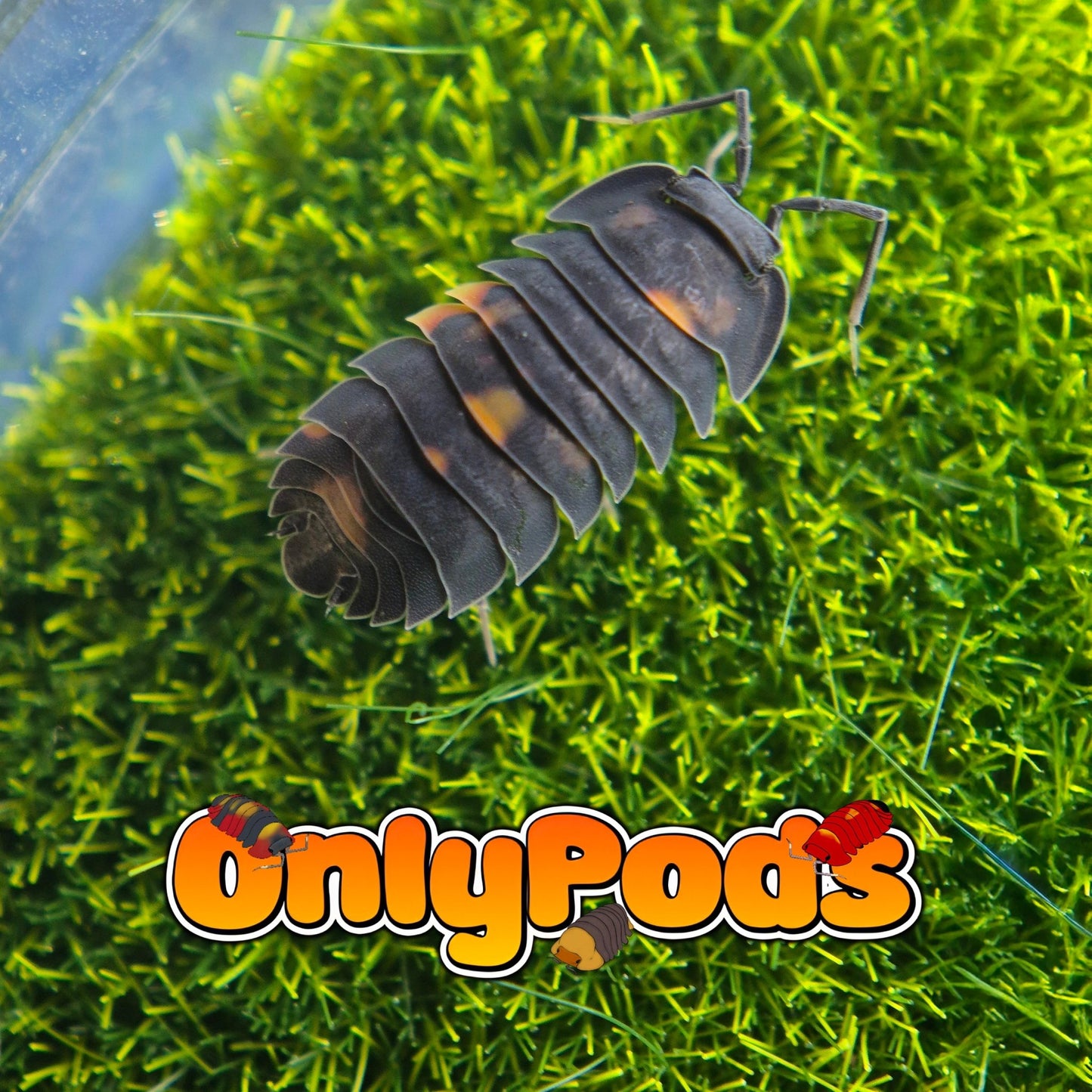 Ardentiella Orange Dalmatian (Project - Sp Ember Bee) Isopod for sale UK - OnlyPods
