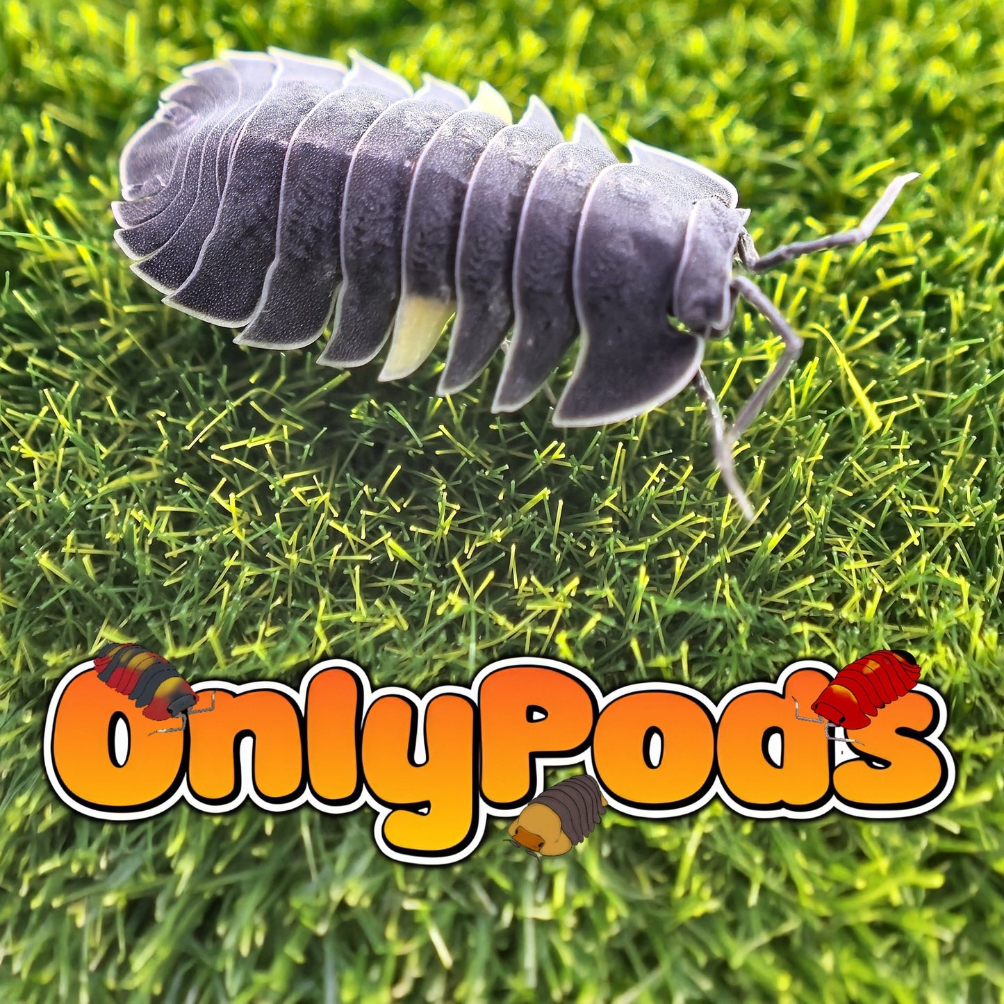 Ardentiella Phantom Isopod for sale UK - OnlyPods