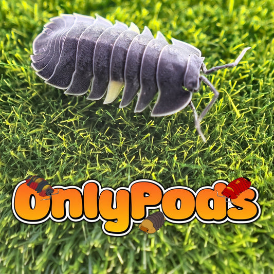 Ardentiella Phantom Isopod for sale UK - OnlyPods