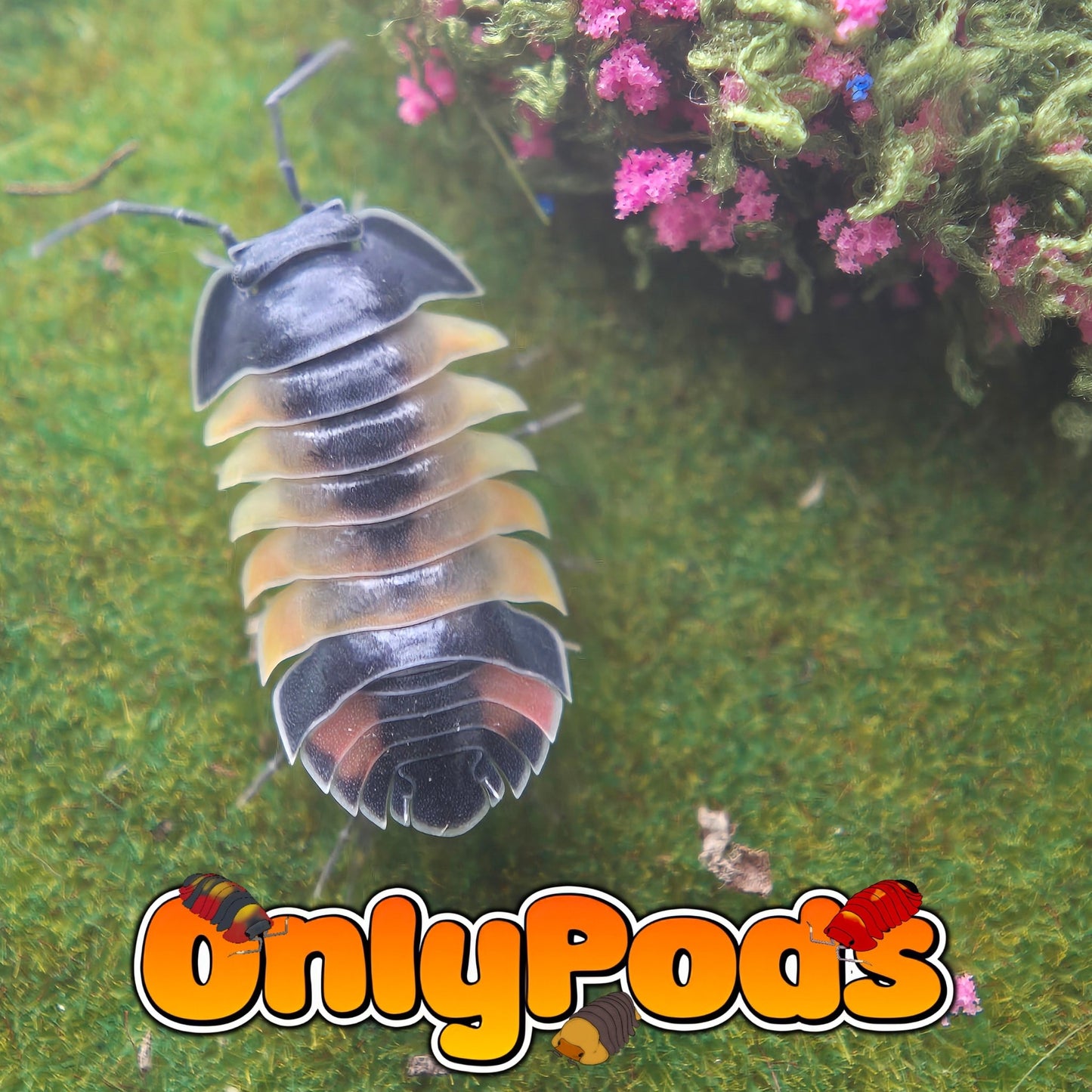 Ardentiella Phantom Pastel (Project) Isopod for sale UK - OnlyPods