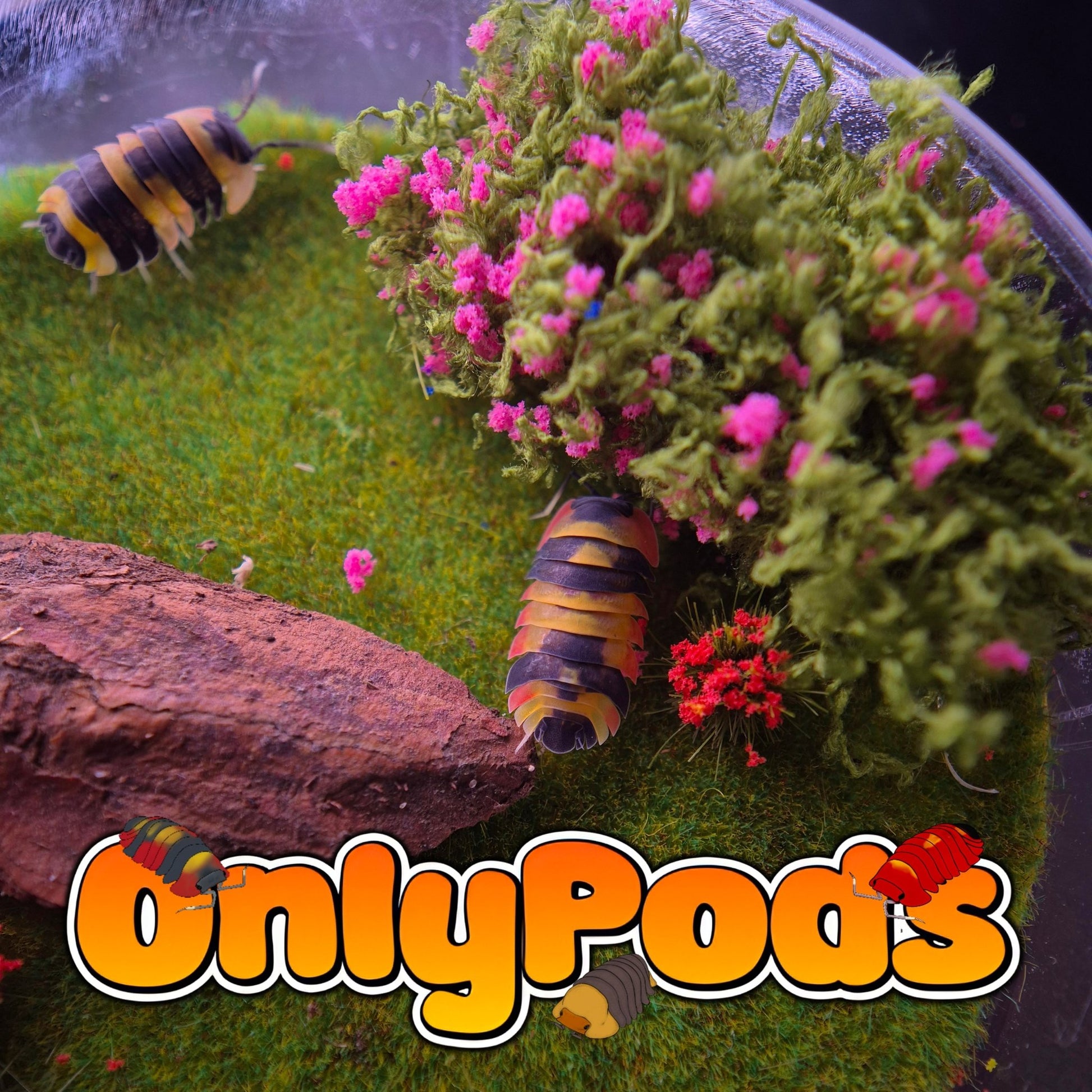 Ardentiella Phoenix High Yellow (Project) Isopod for sale UK - OnlyPods