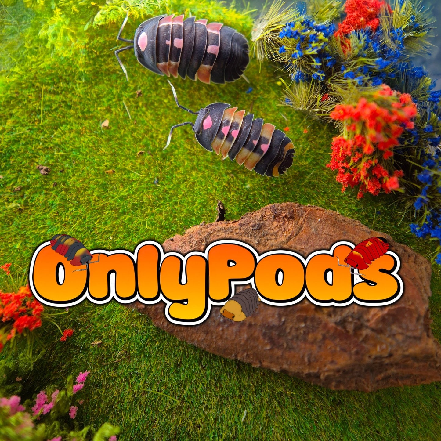 Ardentiella Pink Lambo Mix Isopod for sale UK - OnlyPods