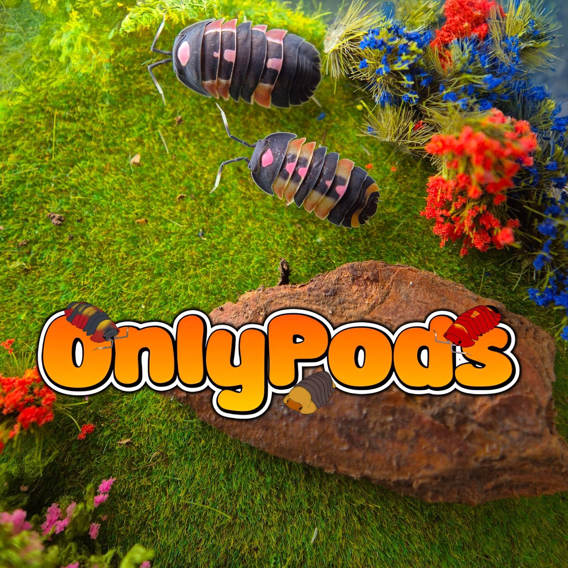 Ardentiella Pink Lambo Mix Isopod for sale UK - OnlyPods