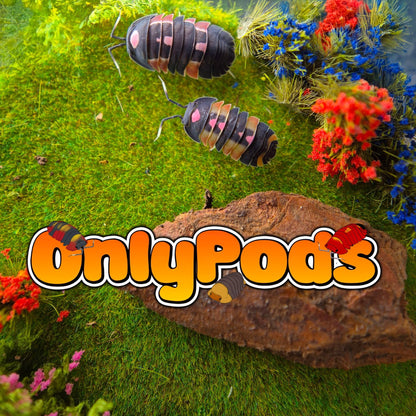 Ardentiella Pink Lambo Mix Isopod for sale UK - OnlyPods