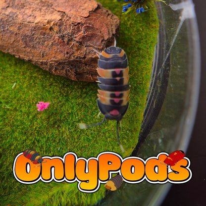 Ardentiella Pink Lambo Orange Isopod for sale UK - OnlyPods