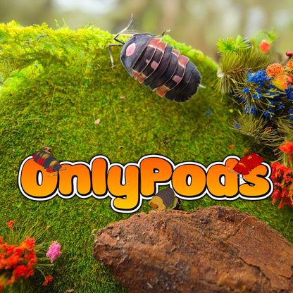 Ardentiella Pink Lambo Red Isopod for sale UK - OnlyPods