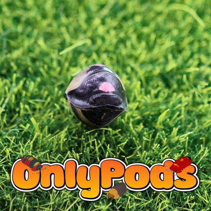 Ardentiella Pink Lambo Yellow Isopod for sale UK - OnlyPods