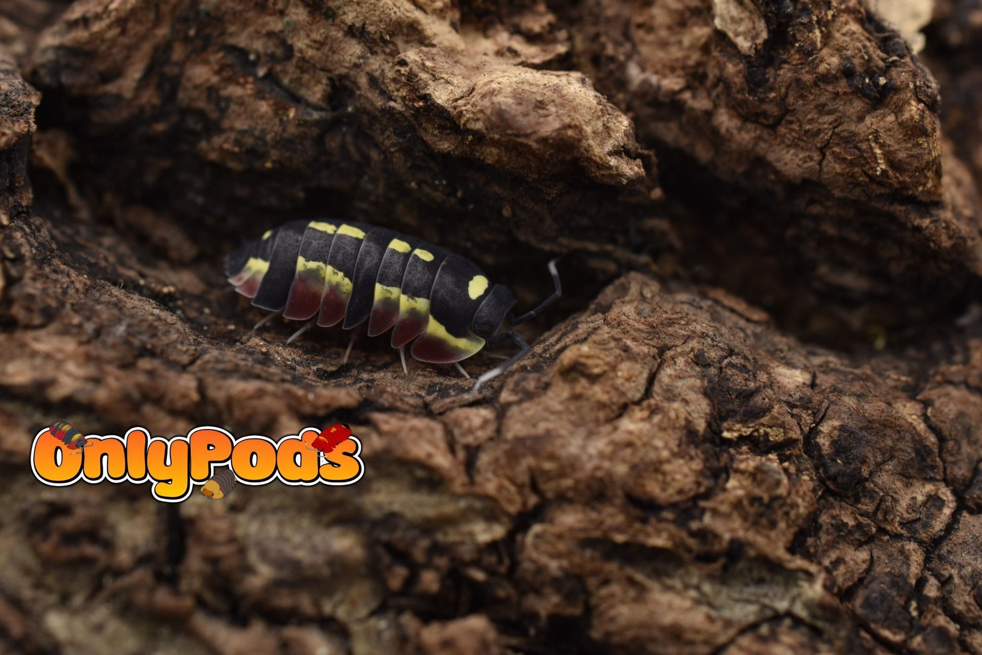Ardentiella Red Diablo Isopod for sale UK - OnlyPods