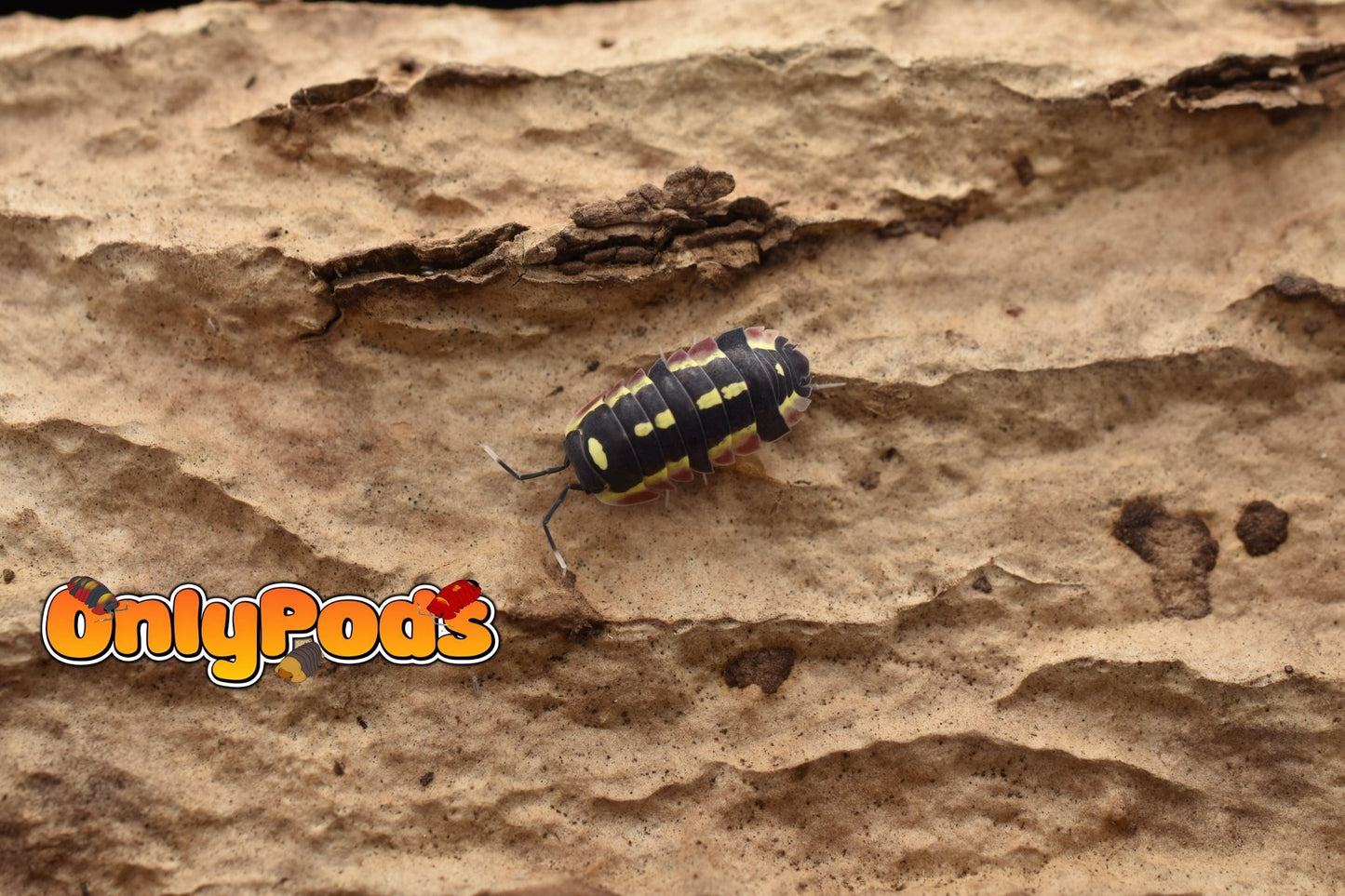 Ardentiella Red Diablo Isopod for sale UK - OnlyPods