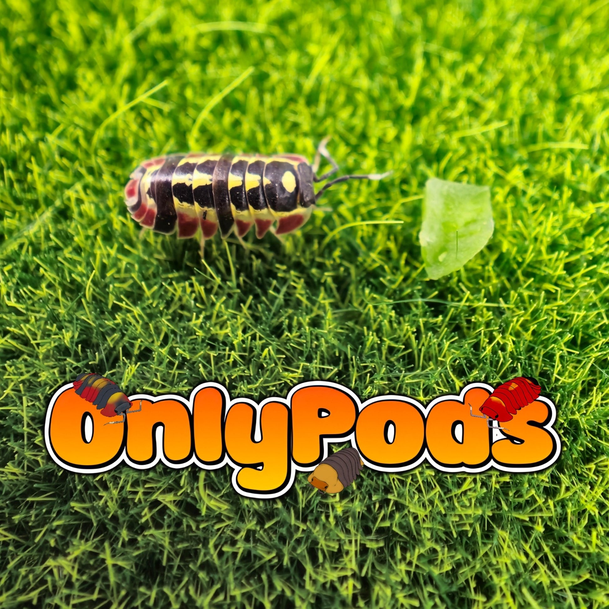 Ardentiella Red Diablo Isopod for sale UK - OnlyPods