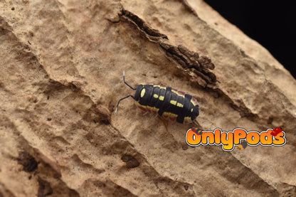 Ardentiella Red Diablo Isopod for sale UK - OnlyPods