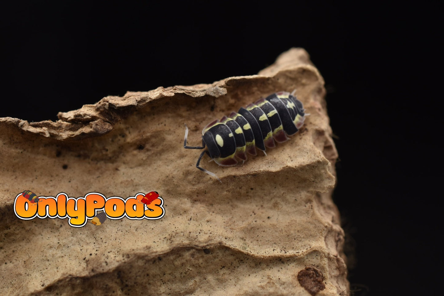 Ardentiella Red Diablo Isopod for sale UK - OnlyPods