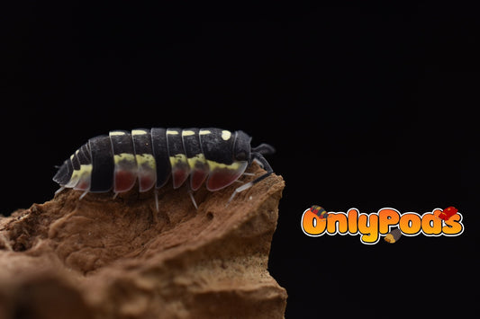 Ardentiella Red Diablo Isopod for sale UK - OnlyPods