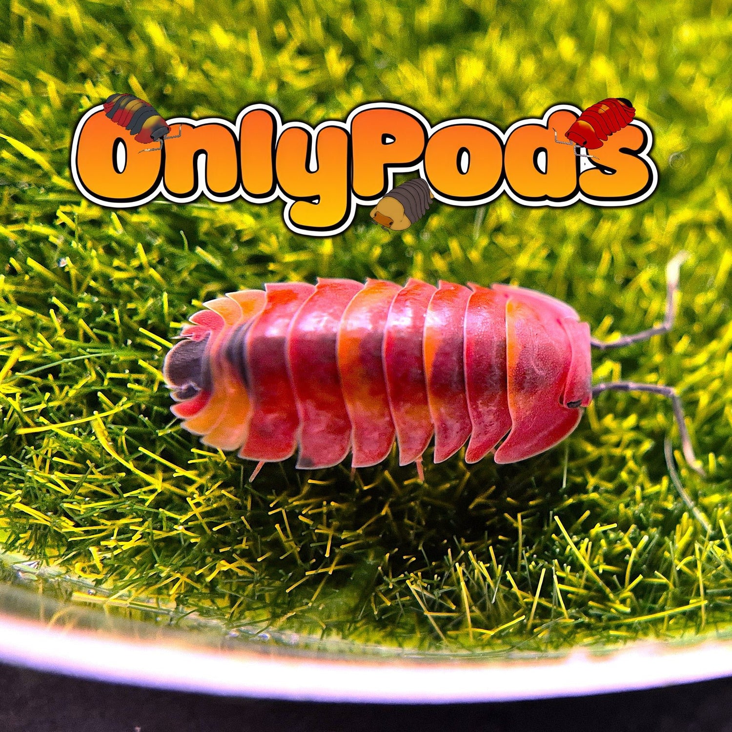 Ardentiella Scarlet Isopod for sale UK - OnlyPods