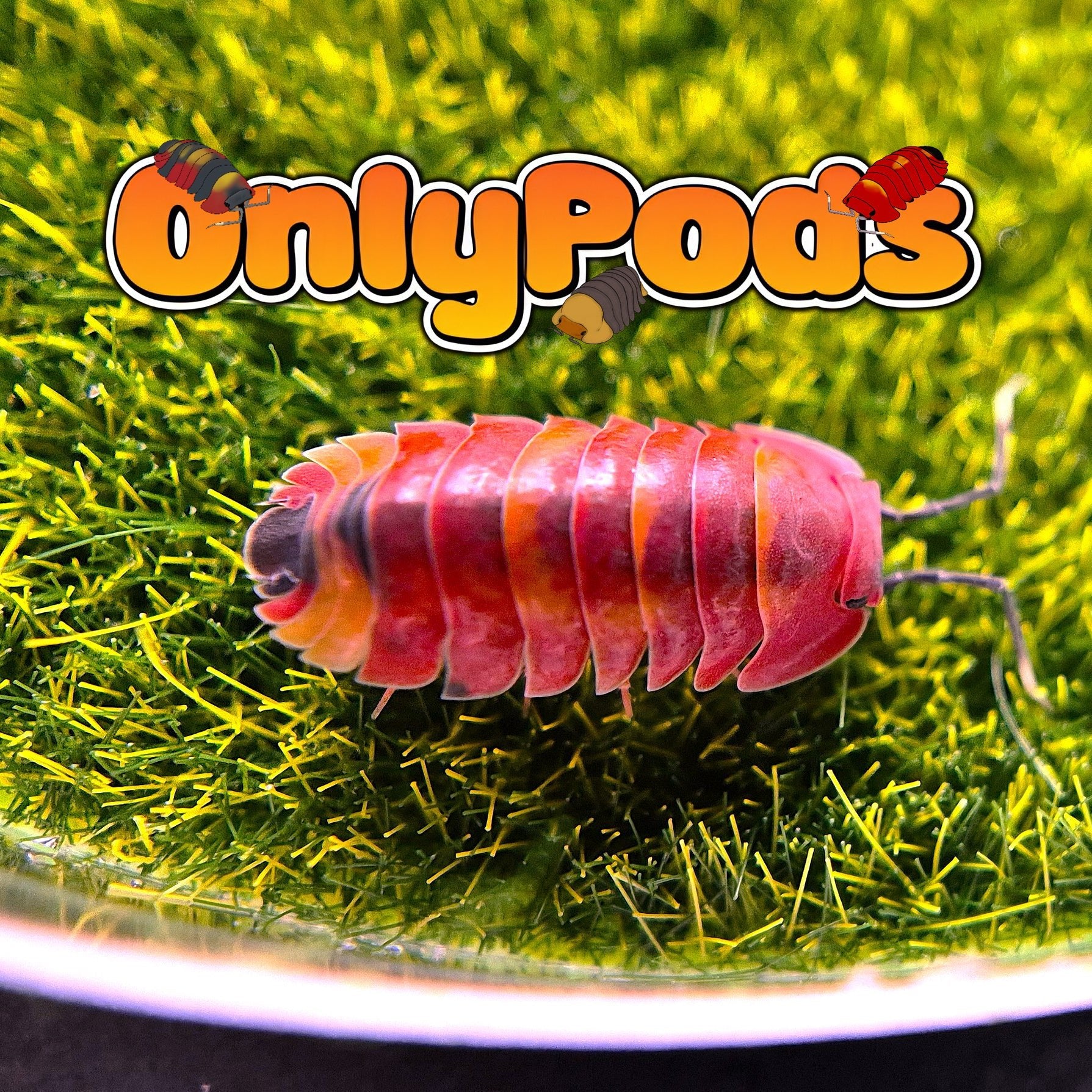 Ardentiella Scarlet Isopod for sale UK - OnlyPods
