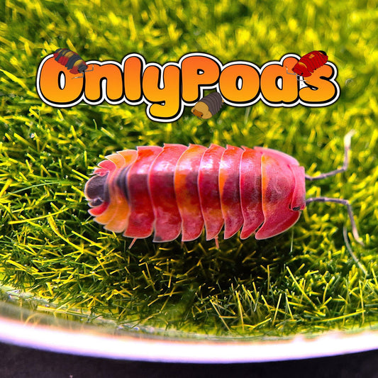 Ardentiella Scarlet Isopod for sale UK - OnlyPods
