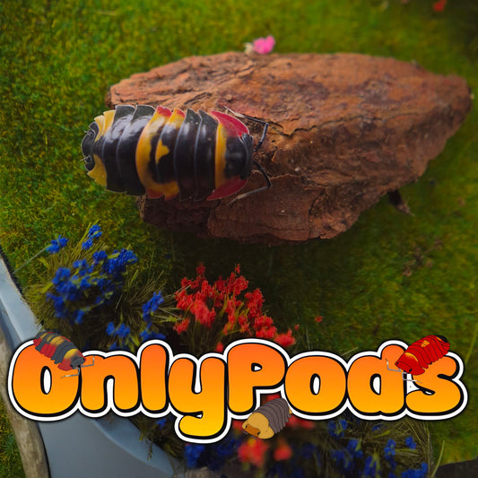 Ardentiella Tricolor 1 Isopod for sale UK - OnlyPods